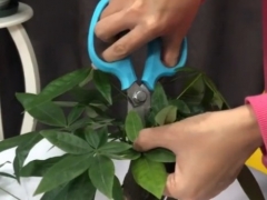 冬季怎样修剪发财树