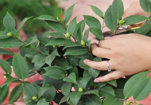 茶花如何疏蕾