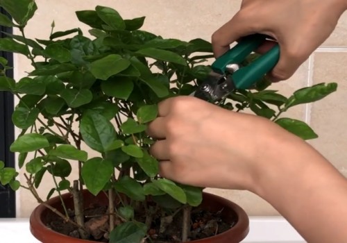 茉莉花开花后如何修剪