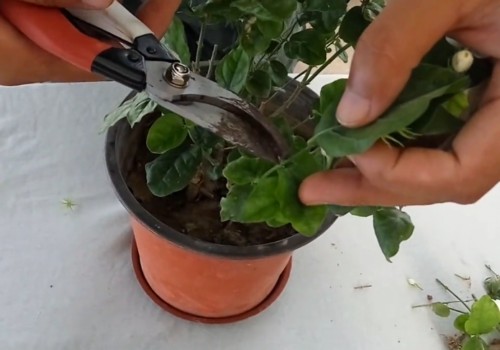 怎么让茉莉花快速发芽
