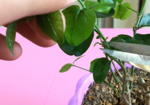 茉莉花修剪注意事项1