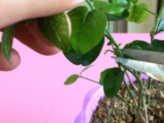 茉莉花修剪注意事项