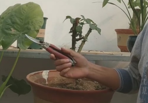 秋天如何修剪月季