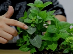 绣球花如何修剪才多开花