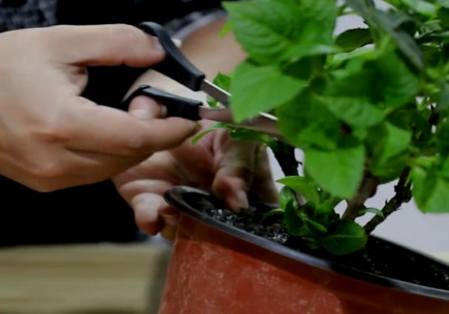 绣球花如何修剪才多开花3