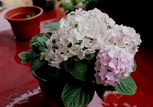 绣球花怎么摘心