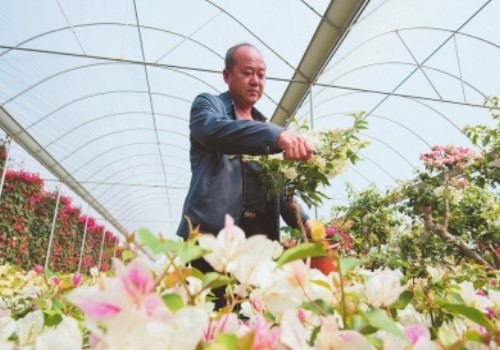 三角梅什么时候可以重剪