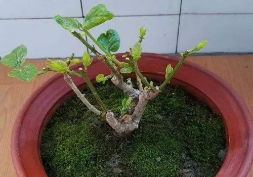 三角梅打顶摘心怎么做