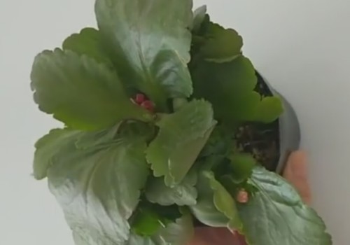 盆栽长寿花黄叶怎么修剪3
