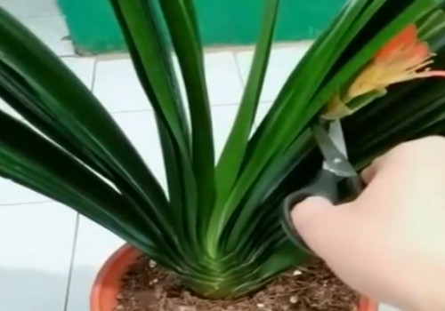 君子兰开完花后花箭怎么处理