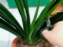 君子兰开完花后花箭怎么处理