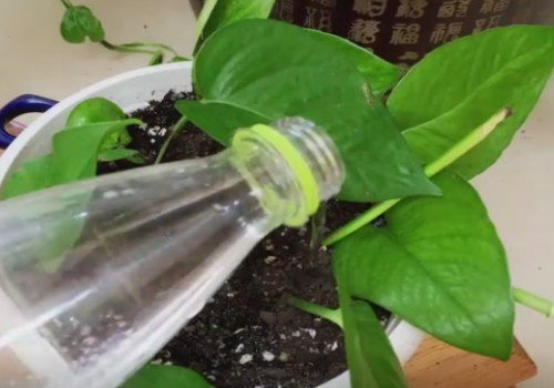 绿萝不长侧芽 修剪非常关键4