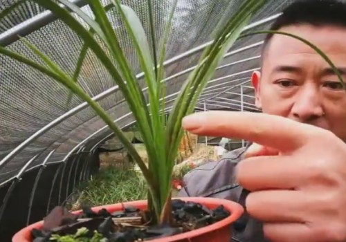 兰花上盆时需要修剪过长的叶片吗