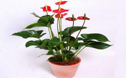 红掌主茎过长能剪吗