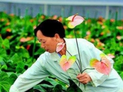 盆栽红掌花枯萎了怎么办