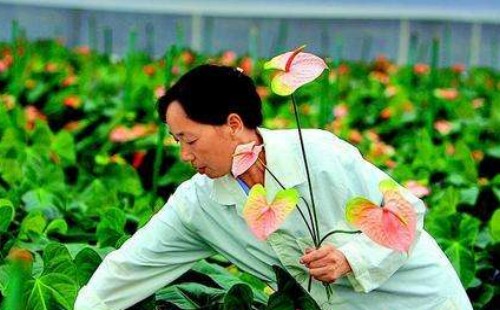 盆栽红掌花枯萎了怎么办