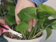 绿萝怎么修剪好看
