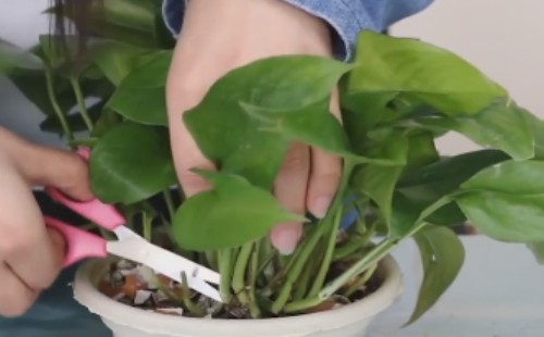 绿萝怎么修剪好看