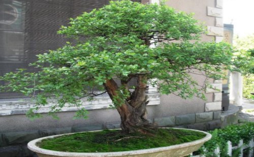 雀梅秋天能修剪吗