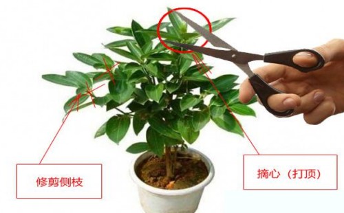平安树主干怎么发枝