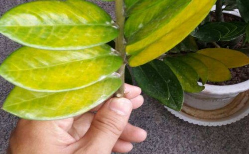 盆栽金钱树叶子发黄需要剪掉吗