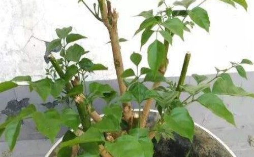 怎样给幸福树剪枝