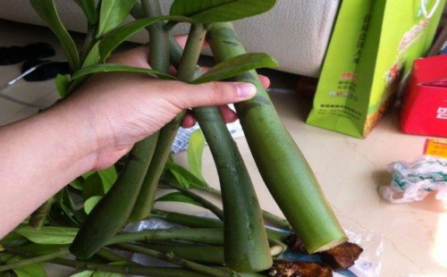 金钱树折断怎么处理