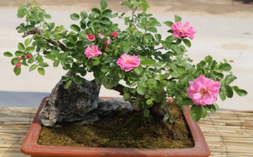 树桩月季夏天可以重剪吗