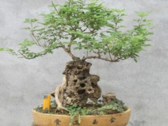 黄荆盆景怎么摘叶缩叶