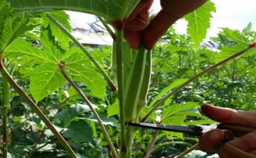 秋葵要打侧枝吗 秋葵怎么修剪侧枝