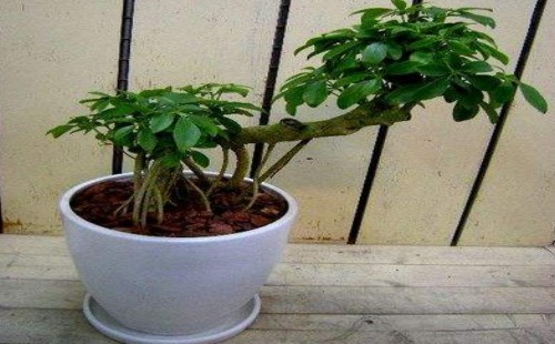 鸭掌木怎么不长侧枝