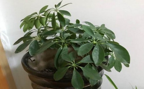 鸭掌木怎么才能分叉