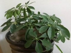 鸭掌木怎么才能分叉