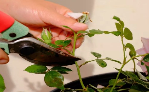 盆栽月季花开花后怎样修剪