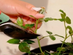 盆栽月季花开花后怎样修剪