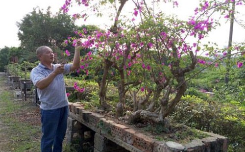怎样修剪才利于三角梅开花