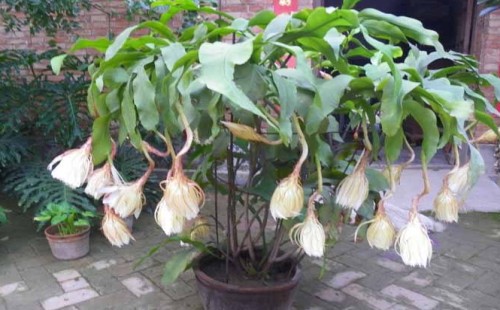 盆栽昙花不开花怎么修剪