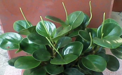 碧玉开花后怎么处理