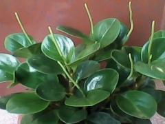 碧玉开花后怎么处理
