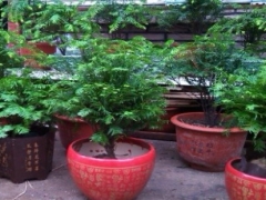 红豆杉什么时候剪枝