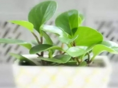 碧玉怎么修剪枝叶