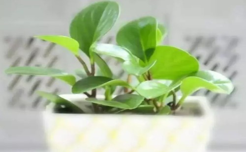 碧玉怎么修剪枝叶