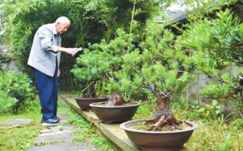 黑松什么季节修剪最好