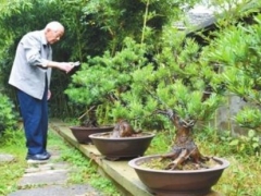 黑松什么季节修剪最好