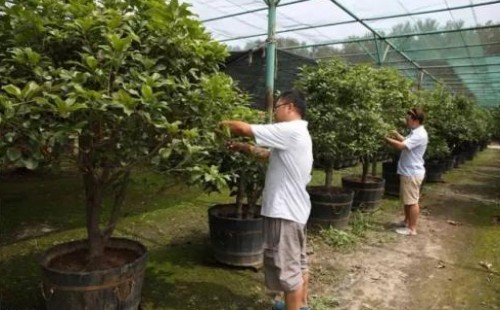 盆栽桂花什么时候修剪
