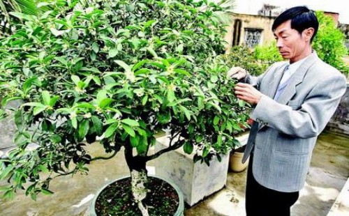 盆栽梅花什么时候剪枝