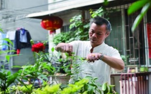 金银花什么时候修剪