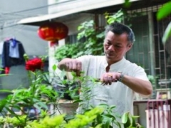 金银花什么时候修剪