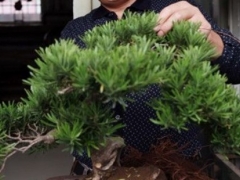 罗汉松怎么修剪