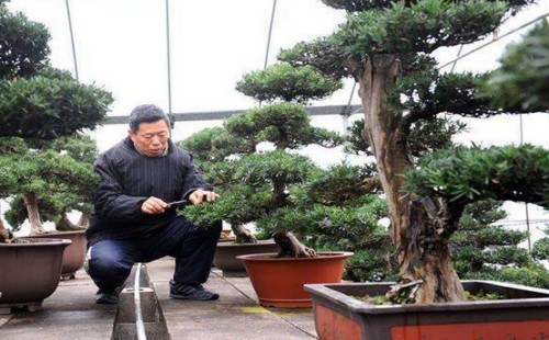 罗汉松最佳修剪时间